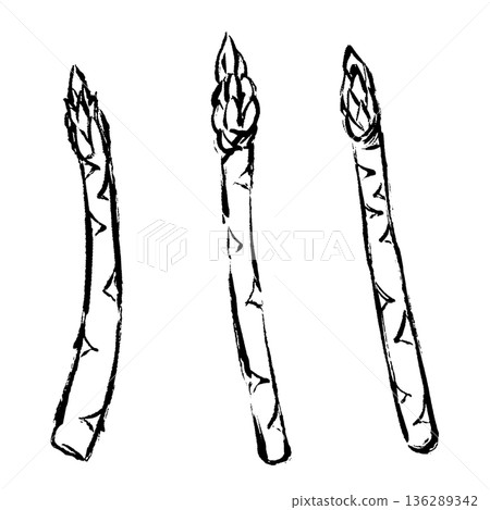 Hand-drawn illustration of asparagus with a brush stroke Hand-drawn illustration of asparagus with a brush stroke 136289342