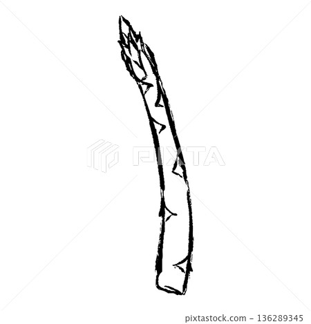 手繪蘆筍插圖,筆觸流暢 手繪蘆筍插圖,筆觸流暢 136289345