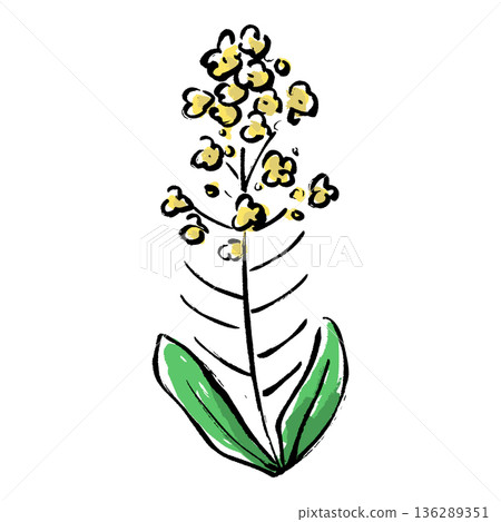 Hand-drawn illustration of rape blossoms with a brush stroke Hand-drawn illustration of rape blossoms with a brush stroke 136289351
