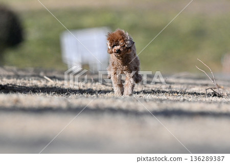 一隻茶杯貴賓犬在狗跑道裡精力充沛地奔跑 一隻茶杯貴賓犬在狗跑道裡精力充沛地奔跑 136289387