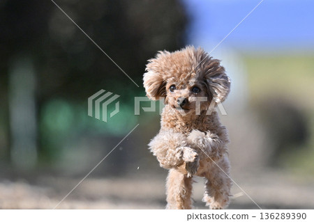 一隻茶杯貴賓犬在狗跑道裡精力充沛地奔跑 136289390