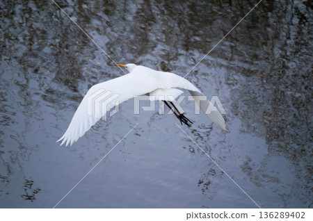 White egrets flying on the Yasuragi bank of the Shinano River White egrets flying on the Yasuragi bank of the Shinano River 136289402