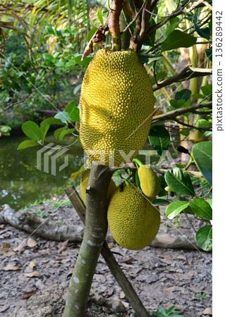 Jackfruit 136289442