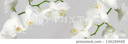 Wide panoramic composition of white blooming orchids on green stems over a light grey background 136289488