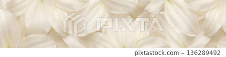 Vintage style cream lily petals background with warm sepia tones and delicate natural textures 136289492