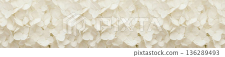 Massive cluster of cream hydrangea flowers creating a dense and soft natural floral texture 136289493
