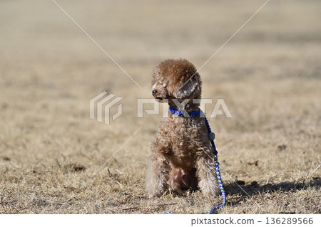 A cute little teacup poodle A cute little teacup poodle 136289566