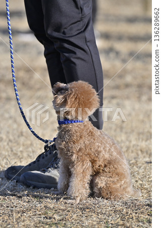 A woman walking with her pet dog, a teacup poodle A woman walking with her pet dog, a teacup poodle 136289662