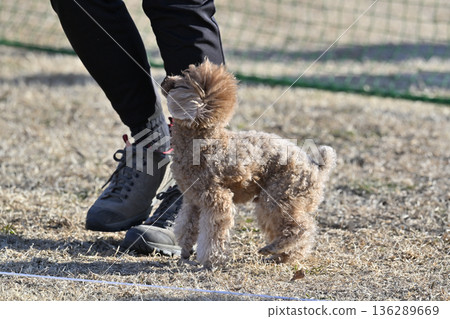 A woman walking with her pet dog, a teacup poodle 136289669