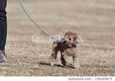 一位女士牽著她的寵物狗——一隻茶杯貴賓犬——散步。 136289673