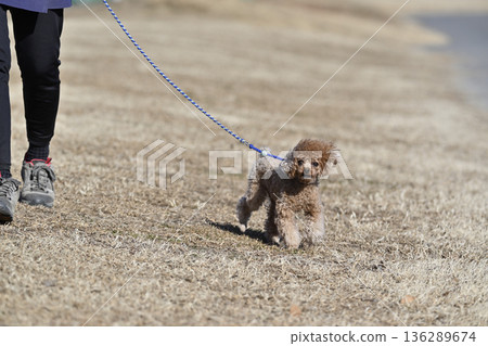 A woman walking with her pet dog, a teacup poodle A woman walking with her pet dog, a teacup poodle 136289674