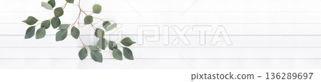 Green Eucalyptus Branch on White Wooden Table Background with Copy Space for Minimalist Design 136289697