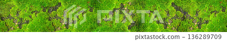 Green moss texture growing on dark stone surface panoramic background Green moss texture growing on dark stone surface panoramic background 136289709
