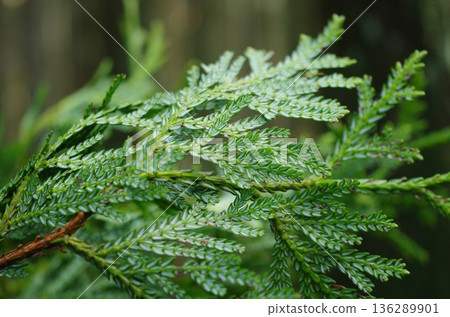 The underside of a leaf of Asunaro (Thujopsis dolabrata) 136289901