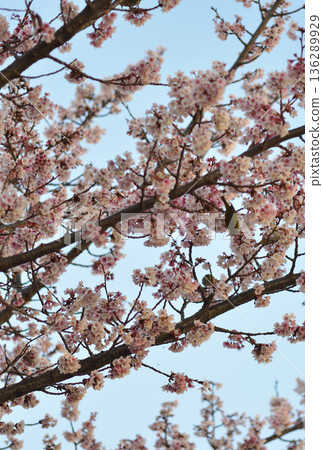 Early-blooming cherry blossoms in full bloom Early-blooming cherry blossoms in full bloom 136289929
