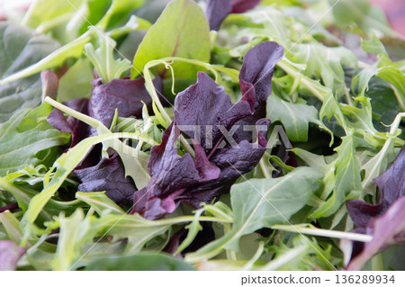 Close-up of baby leaves 136289934