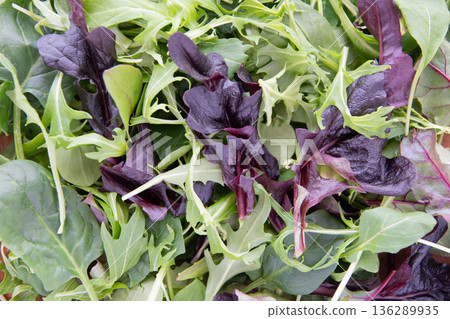 Close-up of baby leaves Close-up of baby leaves 136289935