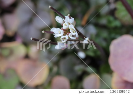 冬天路邊盛開的白花 冬天路邊盛開的白花 136289942