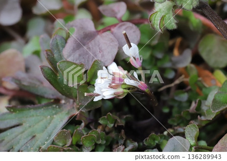 冬天路邊盛開的白花 冬天路邊盛開的白花 136289943