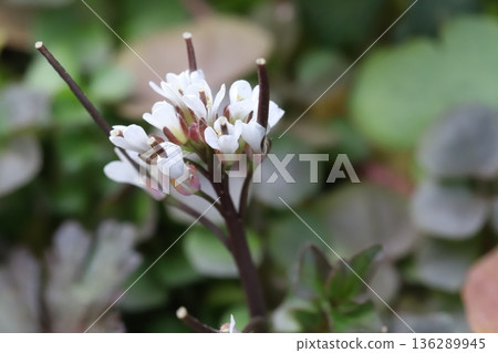 White flowers of Tanetsukebana blooming on the roadside in winter White flowers of Tanetsukebana blooming on the roadside in winter 136289945