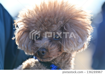 一隻可愛的茶杯貴賓犬的特寫 一隻可愛的茶杯貴賓犬的特寫 136289967