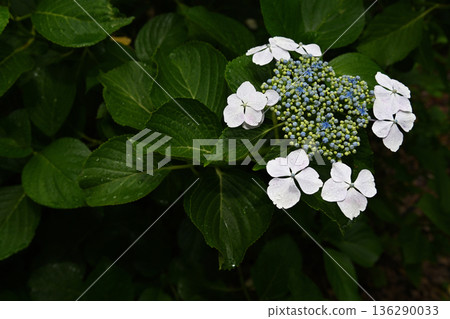 在雨季盛開的繡球 在雨季盛開的繡球 136290033