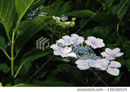 在雨季盛開的繡球 在雨季盛開的繡球 136290034