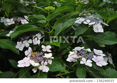 在雨季盛開的繡球 在雨季盛開的繡球 136290035