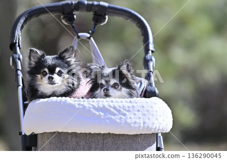 Two Chihuahuas walking in a pet cart 136290045