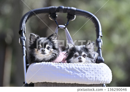 Two Chihuahuas walking in a pet cart 136290046