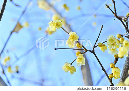 Wintersweet in full bloom and refreshing blue sky Wintersweet in full bloom and refreshing blue sky 136290236