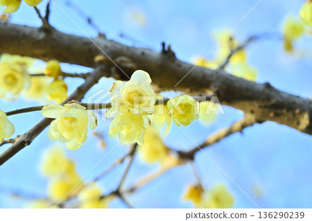 Wintersweet in full bloom and refreshing blue sky Wintersweet in full bloom and refreshing blue sky 136290239