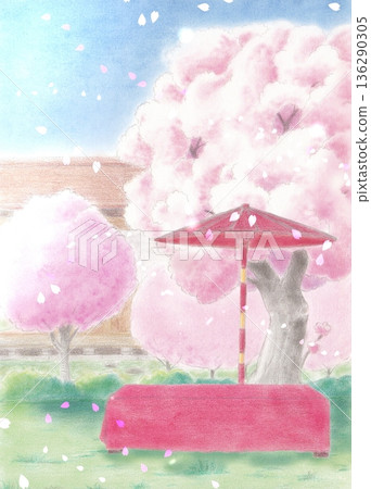 Outdoor tea ceremony under cherry blossoms in full bloom Outdoor tea ceremony under cherry blossoms in full bloom 136290305