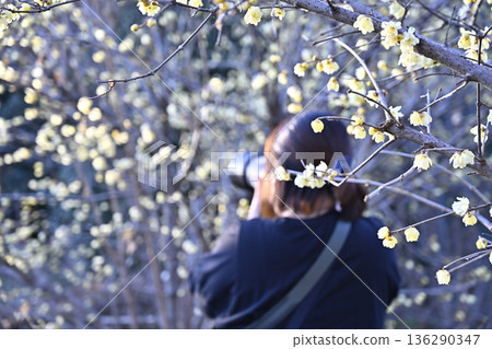 A female photographer photographing wintersweet 136290347