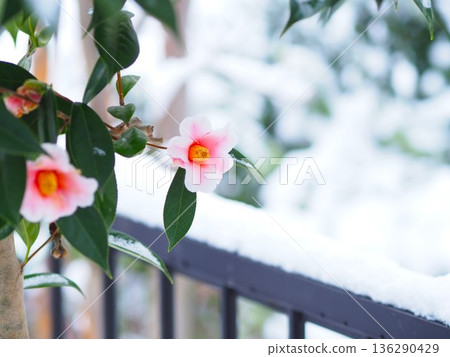 雪中的粉紅色山茶花 雪中的粉紅色山茶花 136290429