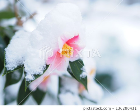 雪中綻放的山茶花 136290431