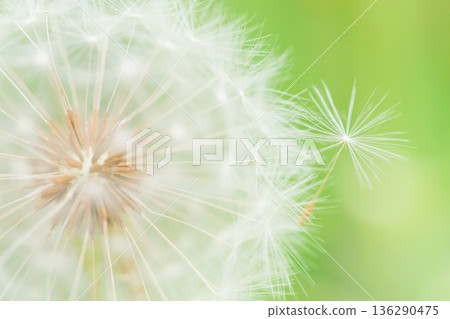 Dandelion fluff image Dandelion fluff image 136290475