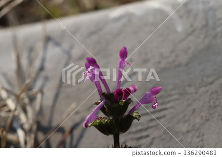 Pink hotokenoza flowers blooming on the roadside in winter Pink hotokenoza flowers blooming on the roadside in winter 136290481