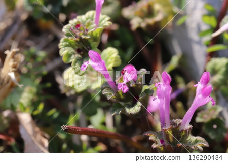 Pink hotokenoza flowers blooming on the roadside in winter 136290484
