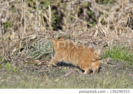 Brown tabby cat sneaking around and aiming for prey 136290553