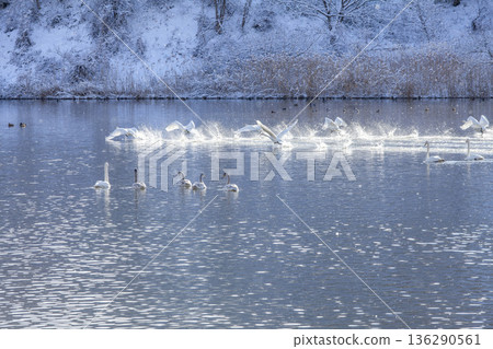 Swan Swan 136290561