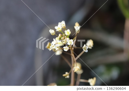 White shepherd's purse flowers bloom in vacant lots and roadsides from winter to spring. White shepherd's purse flowers bloom in vacant lots and roadsides from winter to spring. 136290604