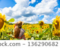 北海道北龍町的婦女與向日葵田 136290682
