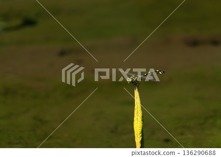 Insect_Dragonfly image Insect_Dragonfly image 136290688