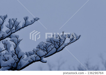 樹枝上的雪紋 樹枝上的雪紋 136290764