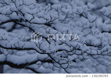 斯諾伊樹枝 136290765