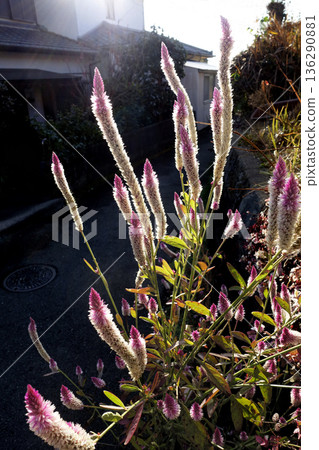 十二月午後的陽光下，粉白相間的酢漿草花競相綻放。 136290881