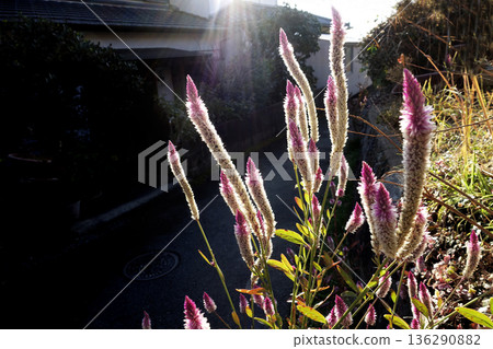 十二月午後的陽光下，粉白相間的酢漿草花競相綻放。 136290882