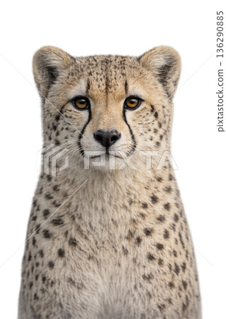 Cheetah Cheetah 136290885