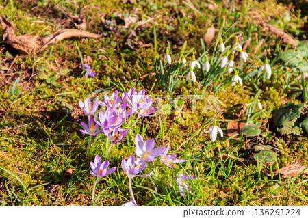 Purple crocus flowers and white snowdrop flowers (Galanthus nivalis)  on the lawn at spring 136291224